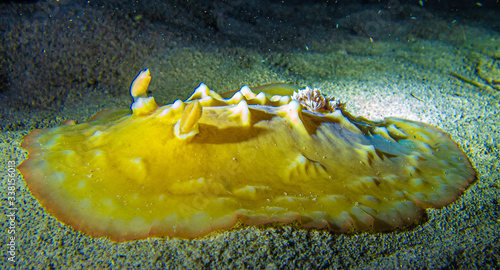 Clumpy Nudibranch,Asteronotus cespitosus, Kona Hawaii.  photo