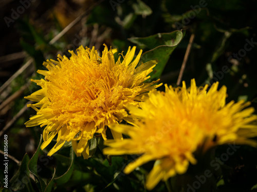 Macro shot of yellow sow-thistle in sunny day. Selective focus. photo