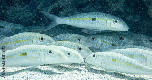Obraz na plátne School of YELLOWSTRIPE GOATFISH resting on the sand