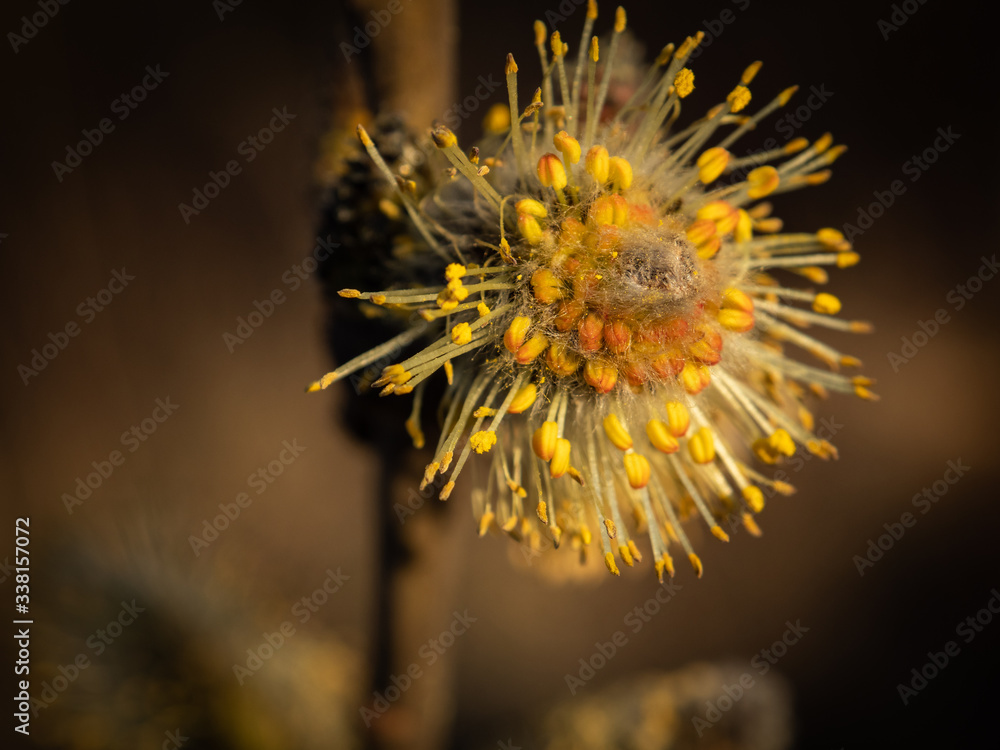 Close up of catkin during springtime. Yellow flower stamens. Selective focus
