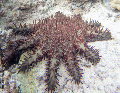 Crown-of-thorns starfish
