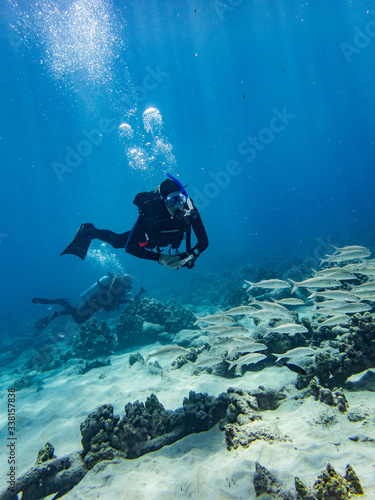 Scuba diver swimming over school of reef fish, Puako Hawaii. 