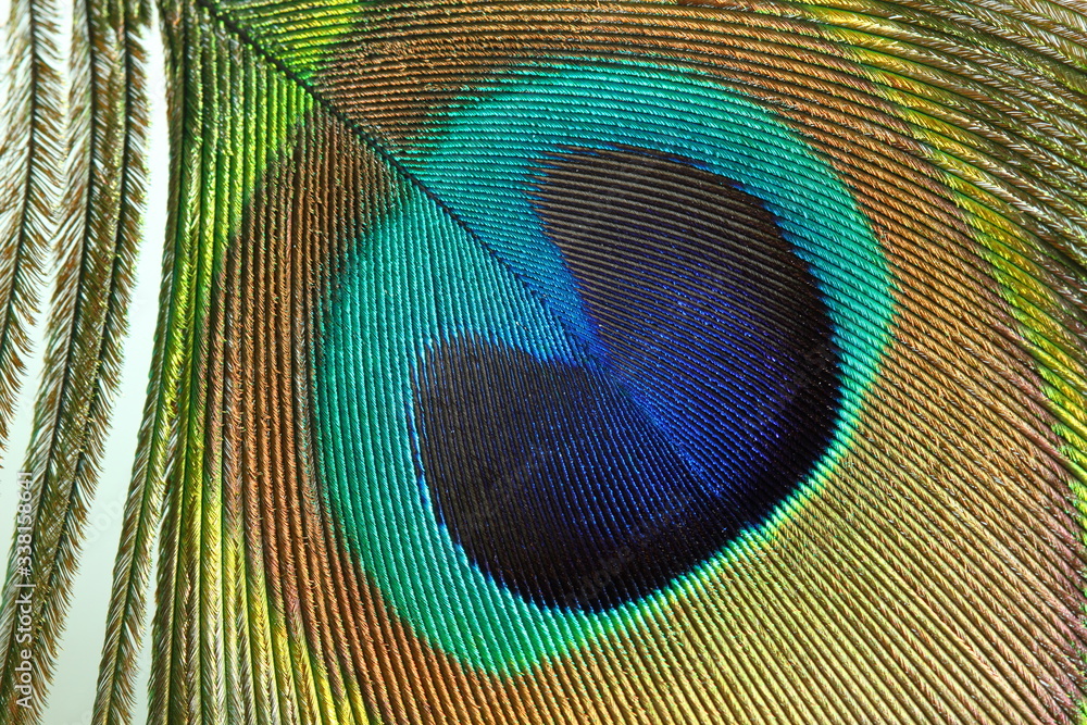Obraz premium Oeil de Paon
