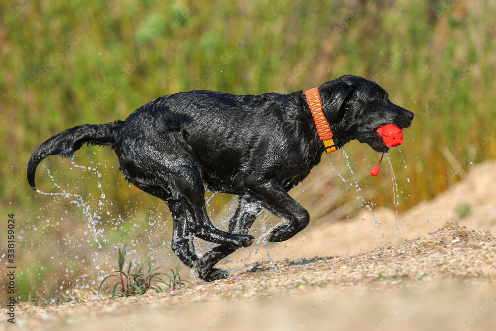 Junger schwarzer Labrador kommt aus einem See mit viel Wasser und einem Spielzeug Junger schwarzer Labrador kommt aus einem See mit viel Wasser und einem Spielzeug