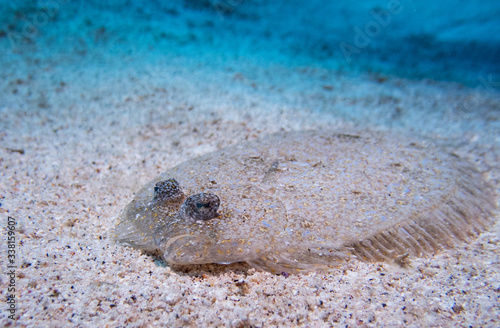 FLOWERY FLOUNDER, Flatfish, Bothus mancus. photo