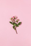 Sprig of small roses white and red on pink background, copy spac