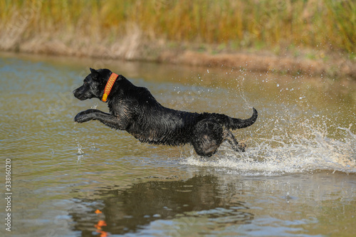 Junger schwarzer Labrador springt in einen See