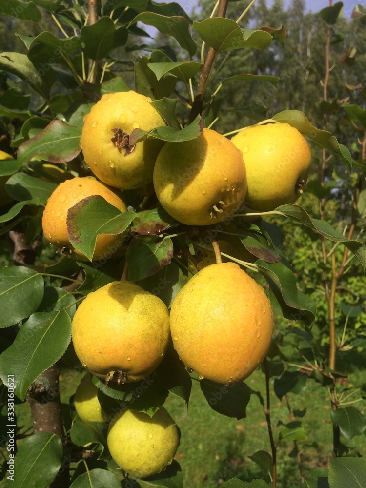 food, tree, green, fruit, nature, ripe, agriculture, summer, branch, healthy, pear, orchard, organic, garden, juicy, season, leaf, plant, sweet, fresh, growth, farm, harvest, freshness, yellow