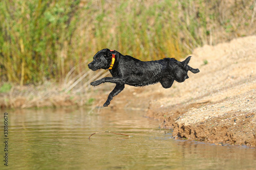 Junger schwarzer Labrador springt in einen See