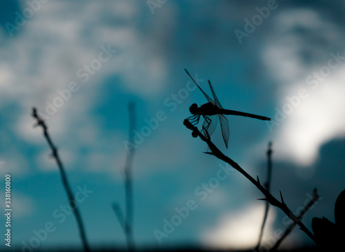 dragonfly  photo