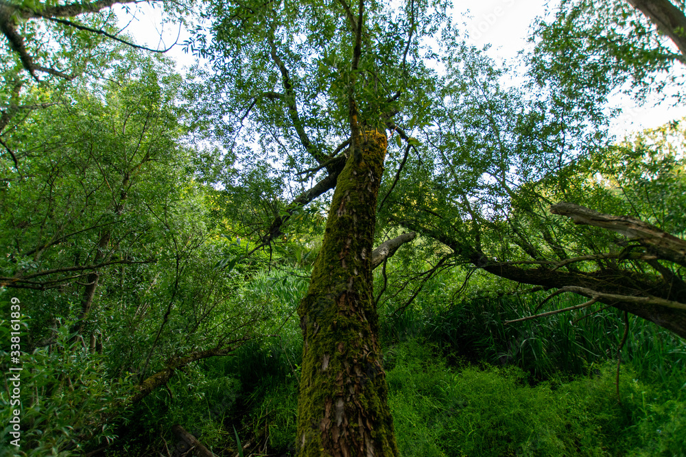 Fototapeta premium natural scenery in Germany 