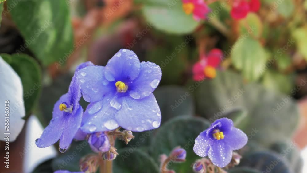 Gota de agua de lluvia chocando en pétalos de violeta en cámara lenta