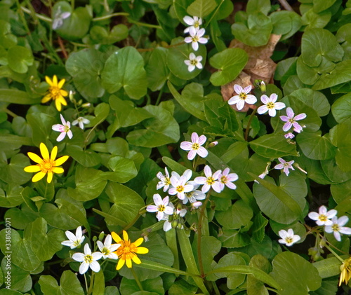 Spring WIld Flowers