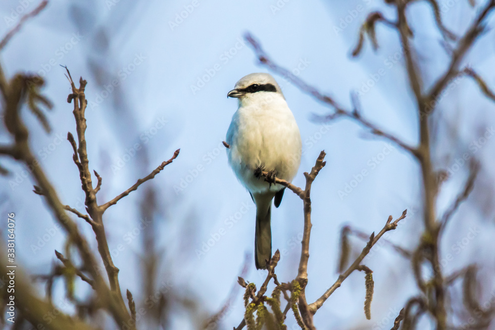 Great grey shrike (Lanius excubitor)