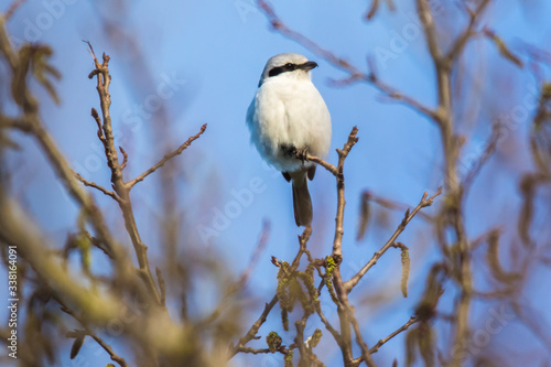 Obraz na płótnie Great grey shrike (Lanius excubitor) w salonie
