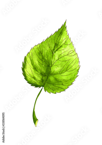 Fresh green leaf isolated on white background. Watercolor hand painted botanical illustration. Springtime.