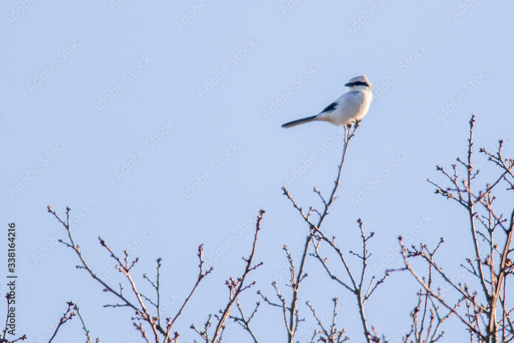 Great grey shrike (Lanius excubitor)