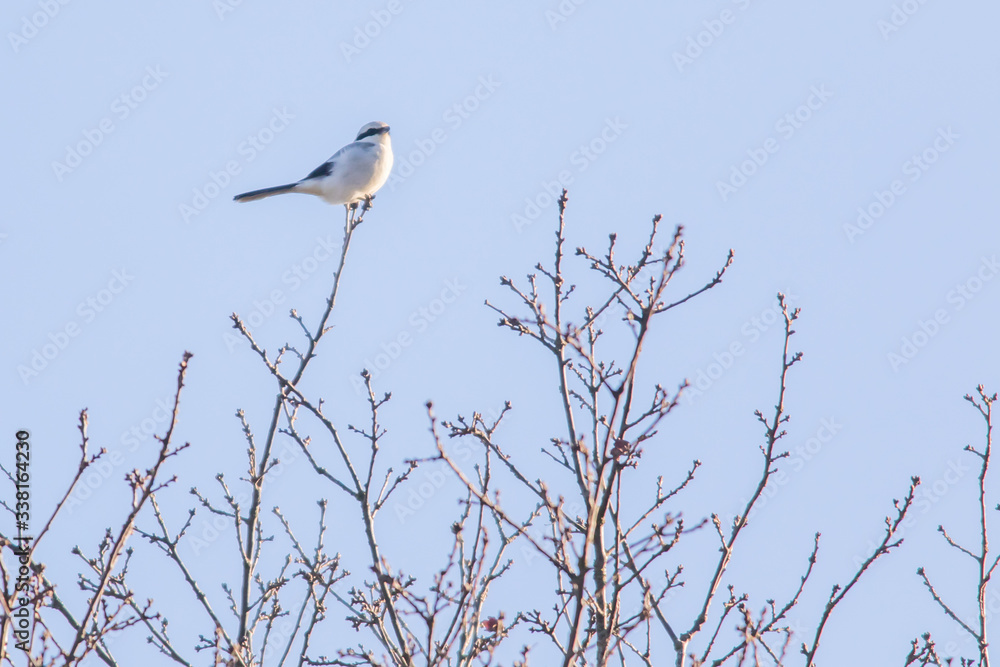 Great grey shrike (Lanius excubitor)