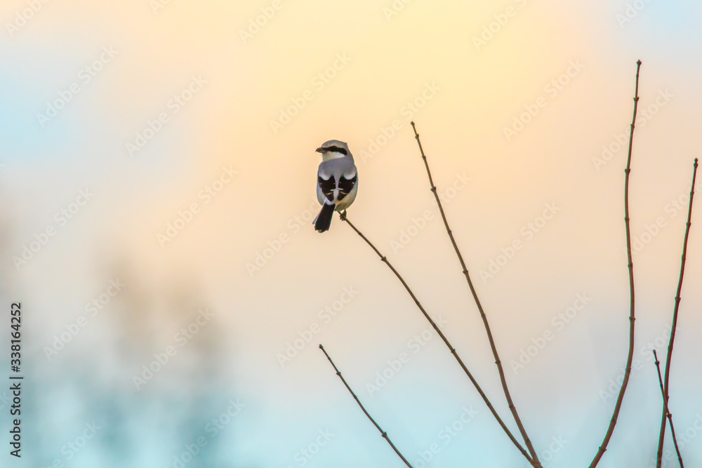 Great grey shrike (Lanius excubitor)