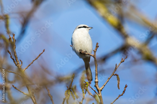 Obraz na płótnie Great grey shrike (Lanius excubitor) w salonie