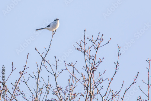 Obraz na płótnie Great grey shrike (Lanius excubitor) w salonie