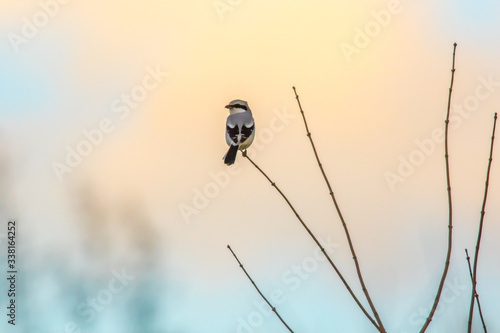 Obraz na płótnie Great grey shrike (Lanius excubitor) w salonie