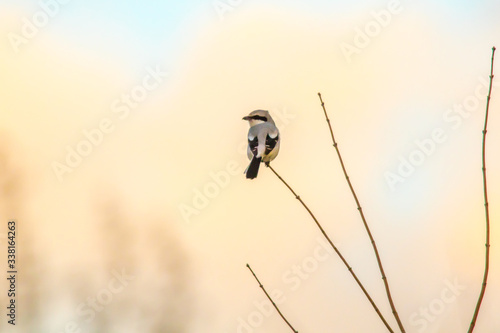 Obraz na płótnie Great grey shrike (Lanius excubitor) w salonie