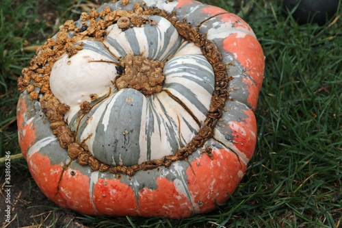 Close up of a turban squash