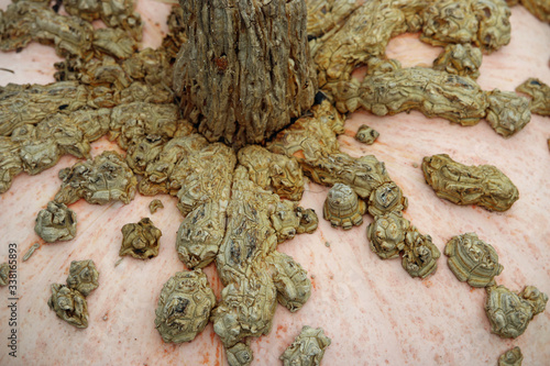 Close up of the peanut pumpkin photo