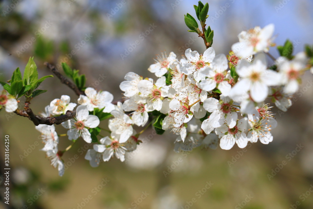 apple blossoms on fruit trees in spring apple blossoms on fruit trees in spring