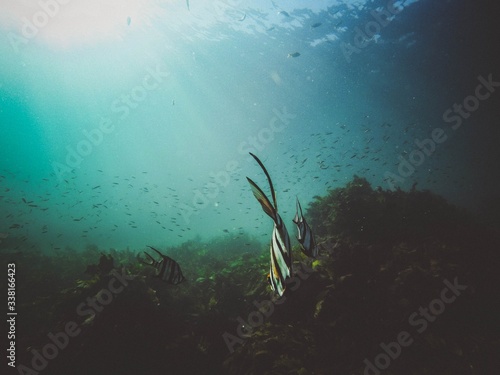 Group of fish swimming undersea