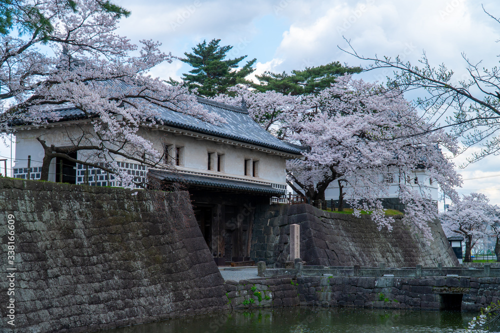 新発田城と桜 新発田城と桜
