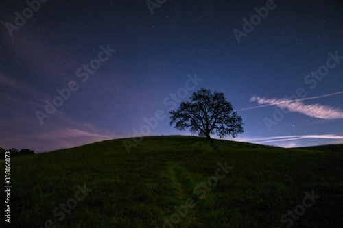 Tree on hilltop at dusk