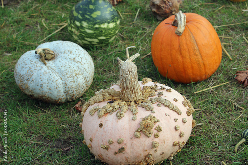 Four different squash varieties photo