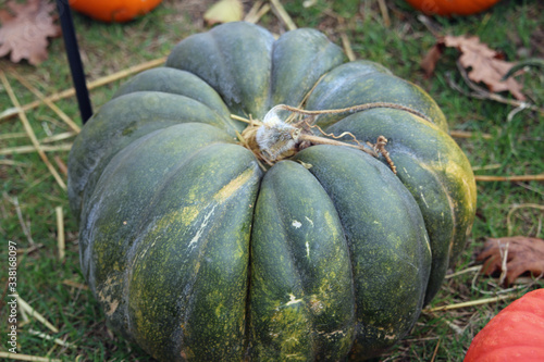 Musquee de Provence pumpkin squash photo