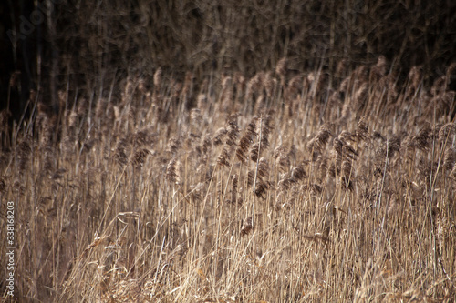 Dry grass background. Plants in the field