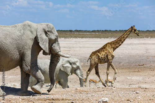 Fototapeta Naklejka Na Ścianę i Meble -  Elephants, springbok and giraffe at a waterhole in Namibia