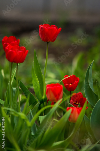 tulip red scarlet flower grass greenery stem spring summer bulb green © Дарья Дмитровская