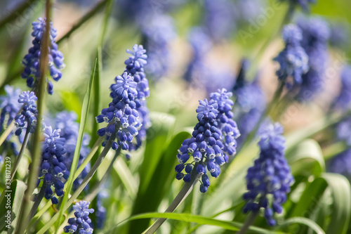 muscari flower bug blue insect bluish cyan green grass summer sun bulb spring photo