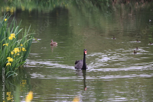 beautiful black Swan floating on the a lake surfacee in Chengdu photo