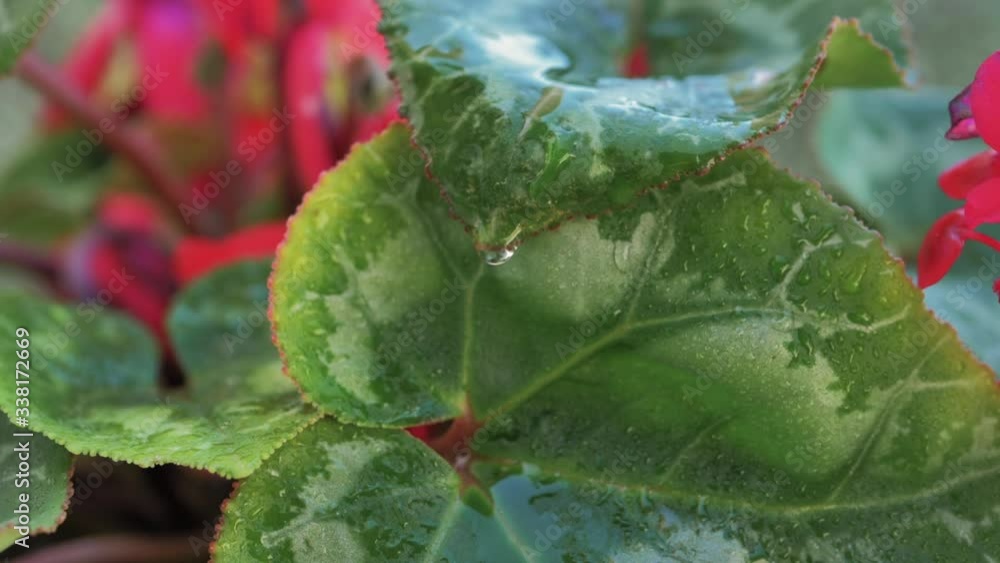 macro de gota de agua cayendo en cascada en cámara lenta desde hojas con pétalos rojos de fondo