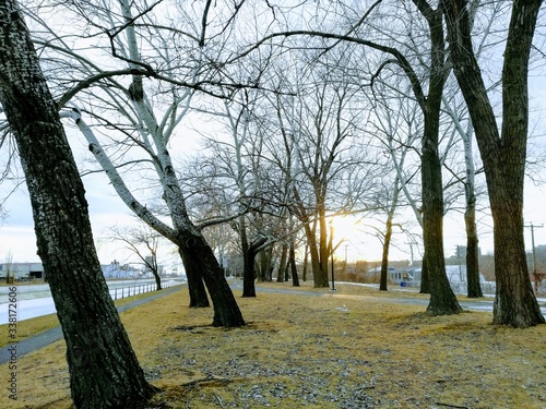 forest