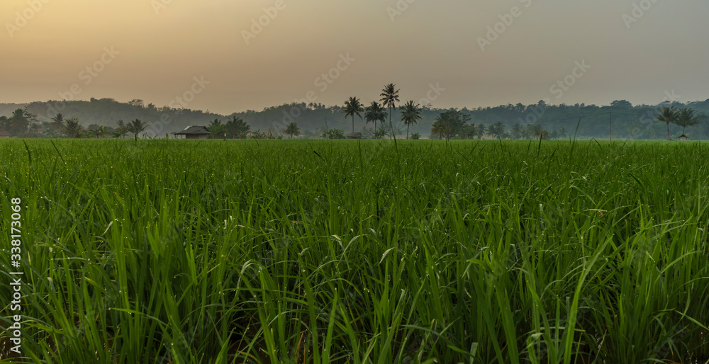 Tall palms surrounded by vibrant green rice fields in early hazy morning taken in Sawarna, Banten, Java, Indonesia Tall palms surrounded by vibrant green rice fields in early hazy morning taken in Sawarna, Banten, Java, Indonesia