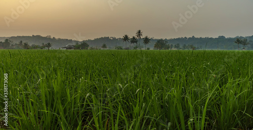 Tall palms surrounded by vibrant green rice fields in early hazy morning taken in Sawarna, Banten, Java, Indonesia