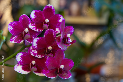 Beautiful rare orchid in pot on  neutral background photo