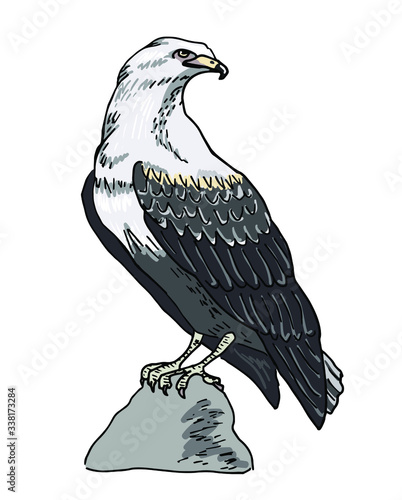 Eagle, sitting on the stone. Predatory bird, hand drawn. Vector illustration, isolated on white.