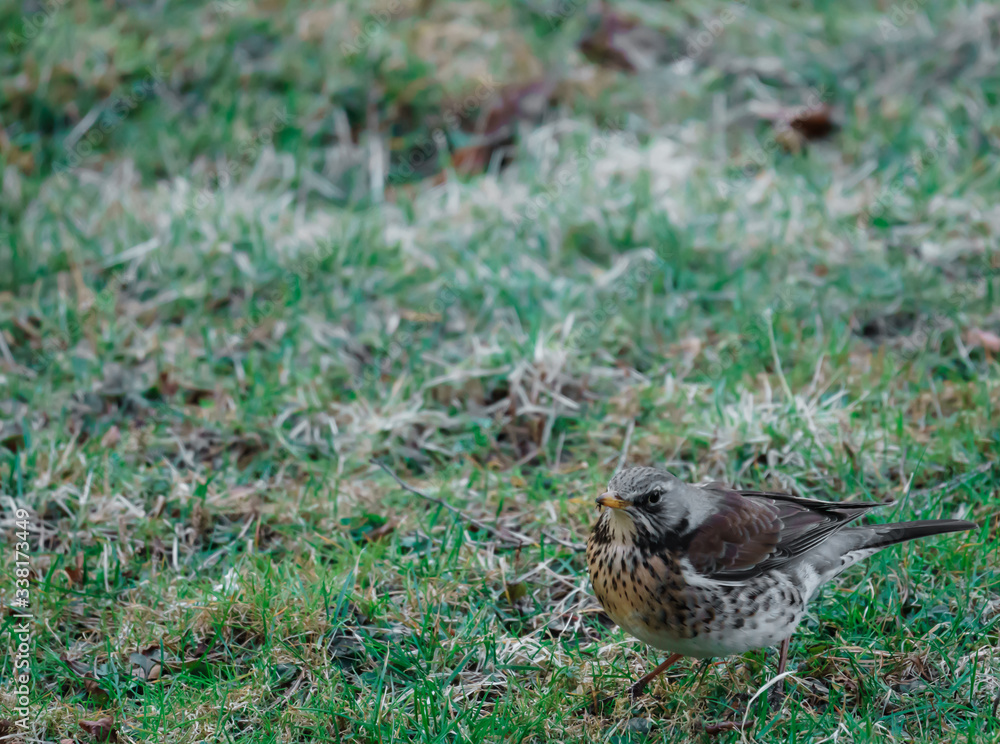 Kwiczoł, Turdus pilaris, średniej wielkości ptak wędrowny z rodziny drozdowatych Kwiczoł, Turdus pilaris, średniej wielkości ptak wędrowny z rodziny drozdowatych