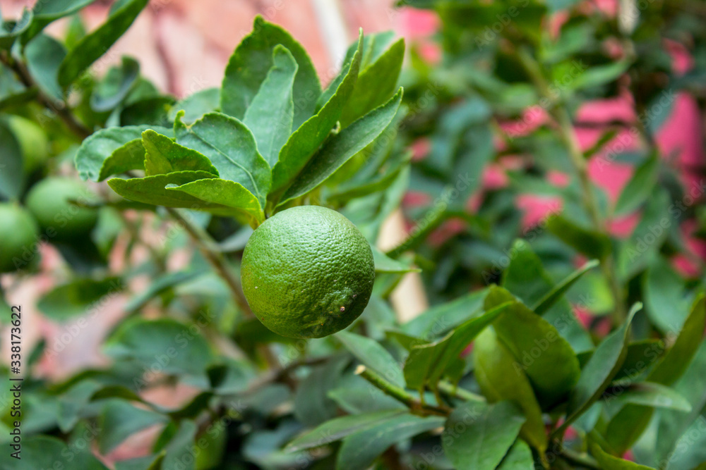 LIMON GRANDE COLGANDO DE ARBOL CON HOJAS VERDES LIMON GRANDE COLGANDO DE ARBOL CON HOJAS VERDES