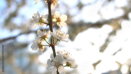 blooming branches of an Apple tree close up 1