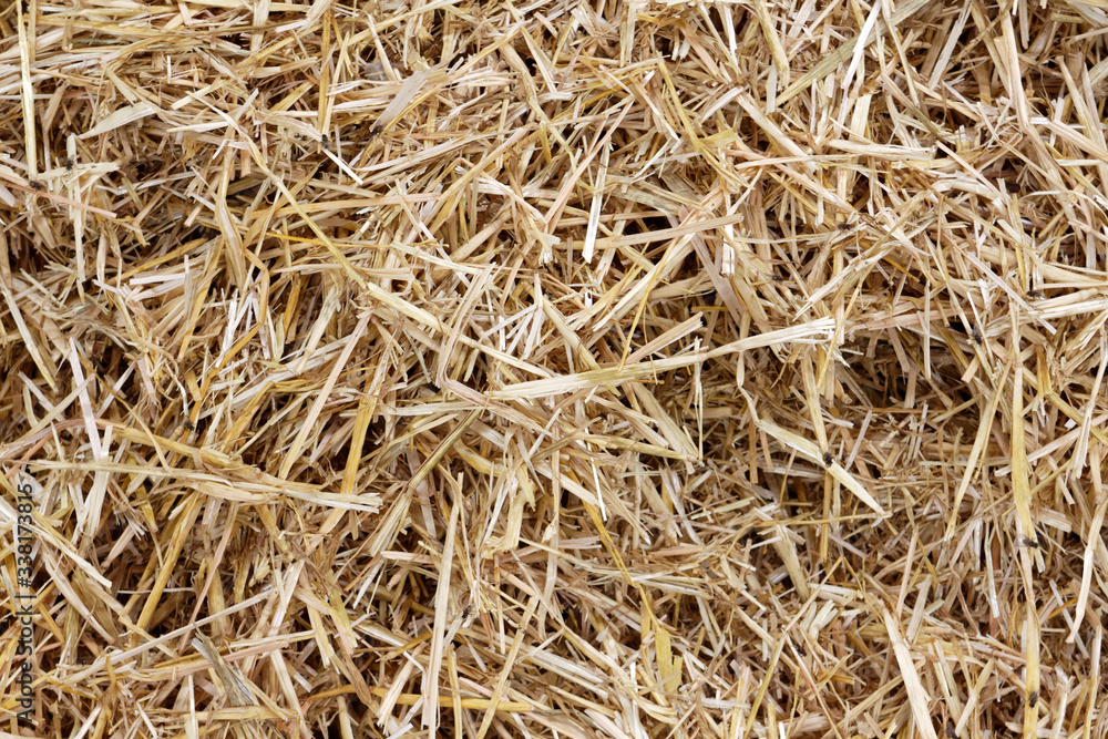 Straw surface. Straw pack texture. Stack of straw texture image. Dry stems photo backdrop. Dry stalks of cereal plants background. Dry stems of cereals in sunny day